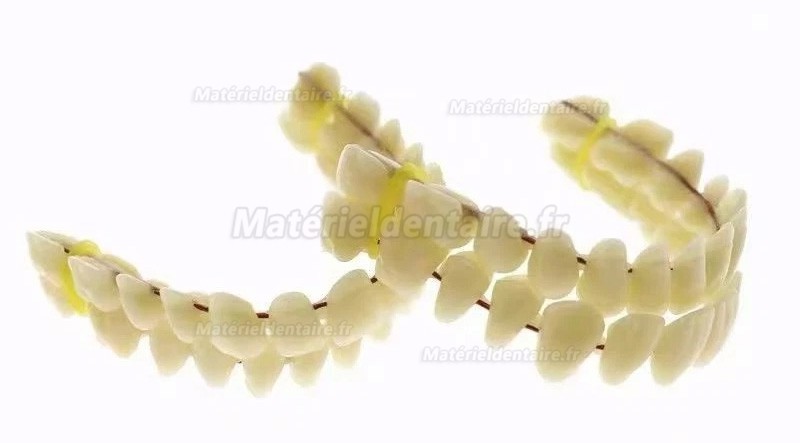 Prothèses dentaires en résine CAIYU (flexibles, bilatérales et symétriques) A1/A2/A3/A3.5/A4